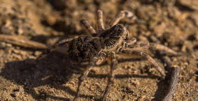 Талын цагаан тэмээ аалз